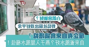 自來雀 風水